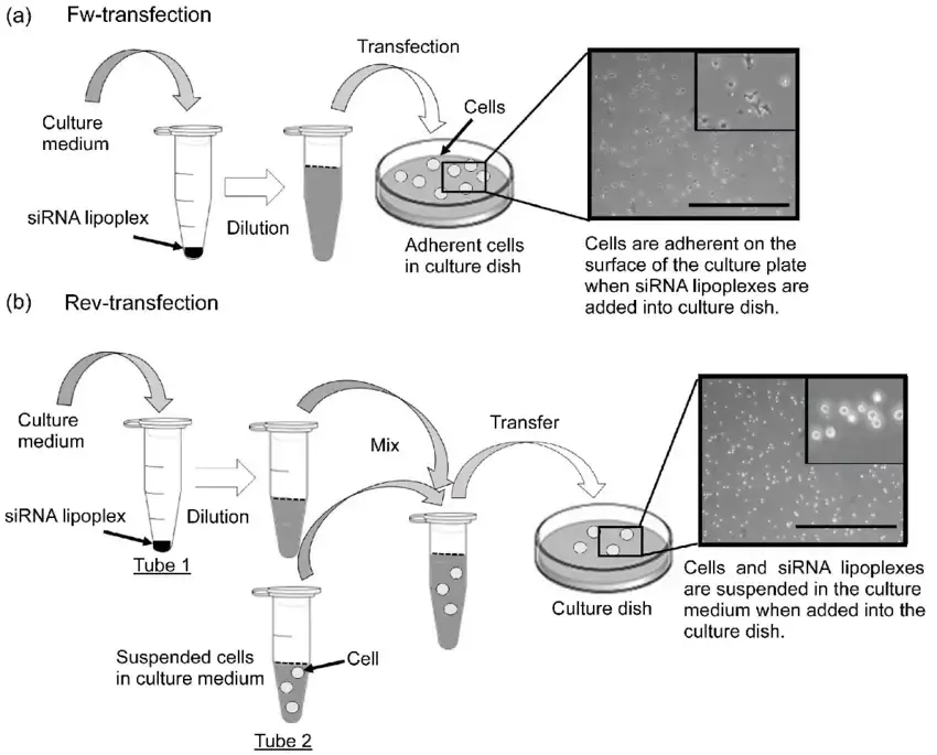 Reverse transfection Protocol
