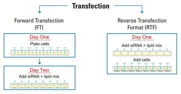 Process of Reverse transfection
