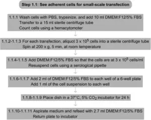 Transfection PEI (Polyethylenimine) Protocol