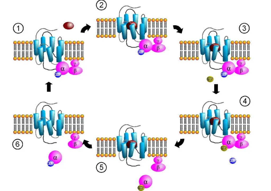 G protein structure and activation cascade