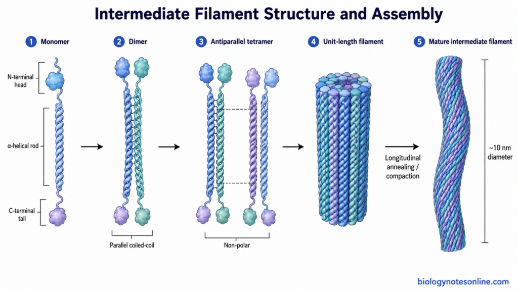 Intermediate Filaments - Definition, Structure, Function 3 Stepwise assembly of an intermediate filament from head–rod–tail protein monomers through coiled-coil dimers, antiparallel tetramers and unit-length filaments.