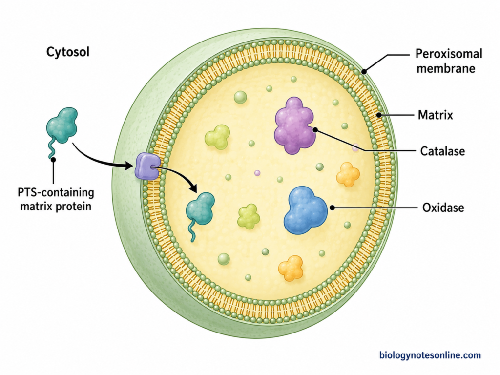 Structure of a peroxisomal microbody showing the single membrane, enzyme-rich matrix, catalase, oxidases and protein import from the cytosol