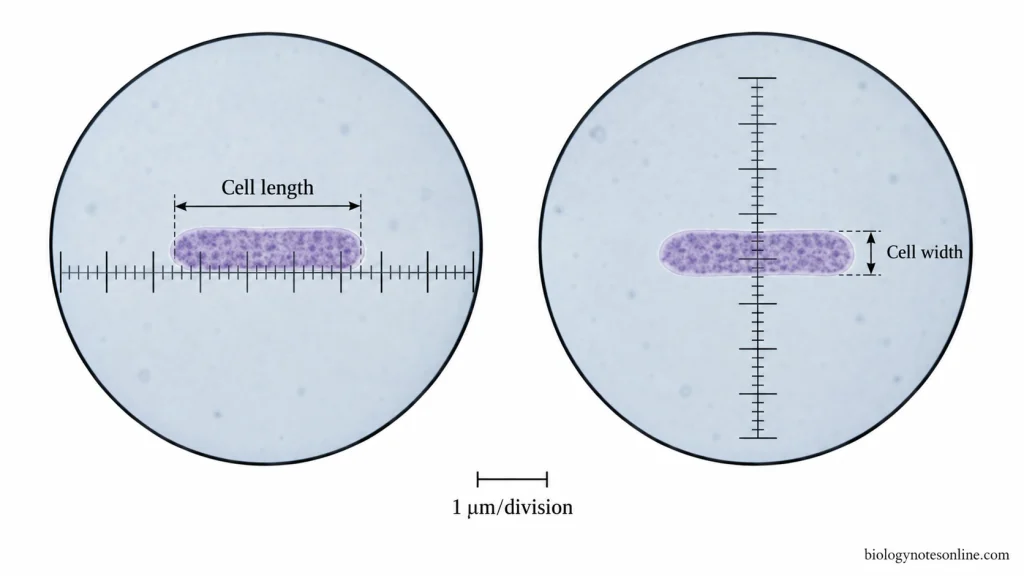 Rod-shaped bacterial cell measured using a calibrated ocular micrometer aligned with the cell's length in one view and its width in another.