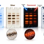 Comparison of Coomassie blue bands, dark silver-stained bands, fluorescent protein bands, and transparent bands within a zinc-stained opaque gel.