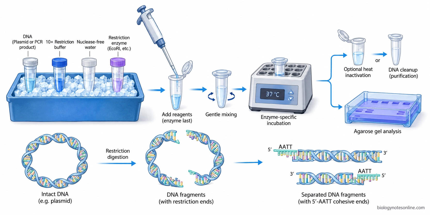 Laboratory workflow showing DNA, restriction enzyme and buffer preparation, incubation, optional cleanup and analysis by agarose gel electrophoresis.