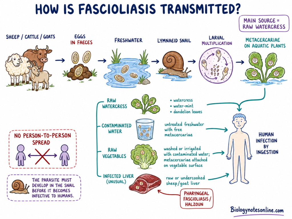 schematic diagram of the modes of transmission of fascioliasis