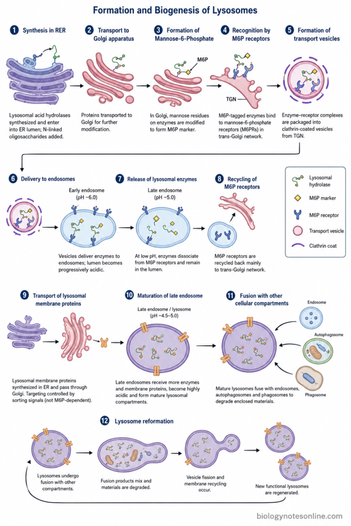 schematic diagram showing Formation and Biogenesis of Lysosomes
