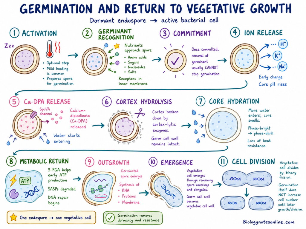 Endospore - Structure, Sporulation, Germination and Examples 7 schematic diagram showing Germination and Return to Vegetative Growth