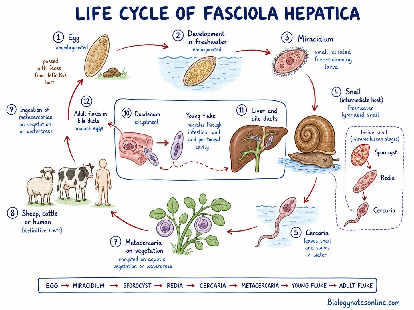 schematic diagram showing Life Cycle of Fasciola hepatica