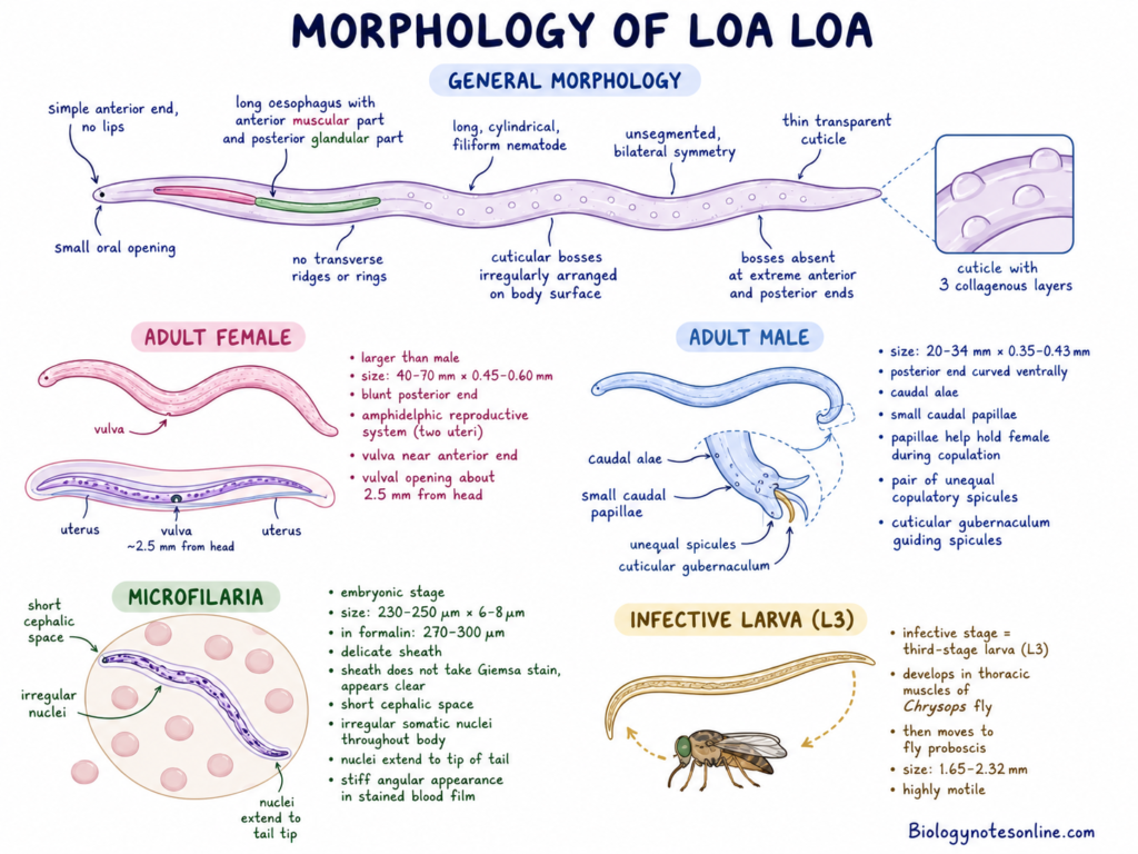 schematic diagram showing Morphology of Loa loa
