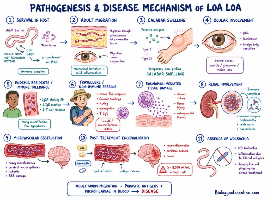 schematic diagram showing Pathogenesis and Disease Mechanism of Loa loa