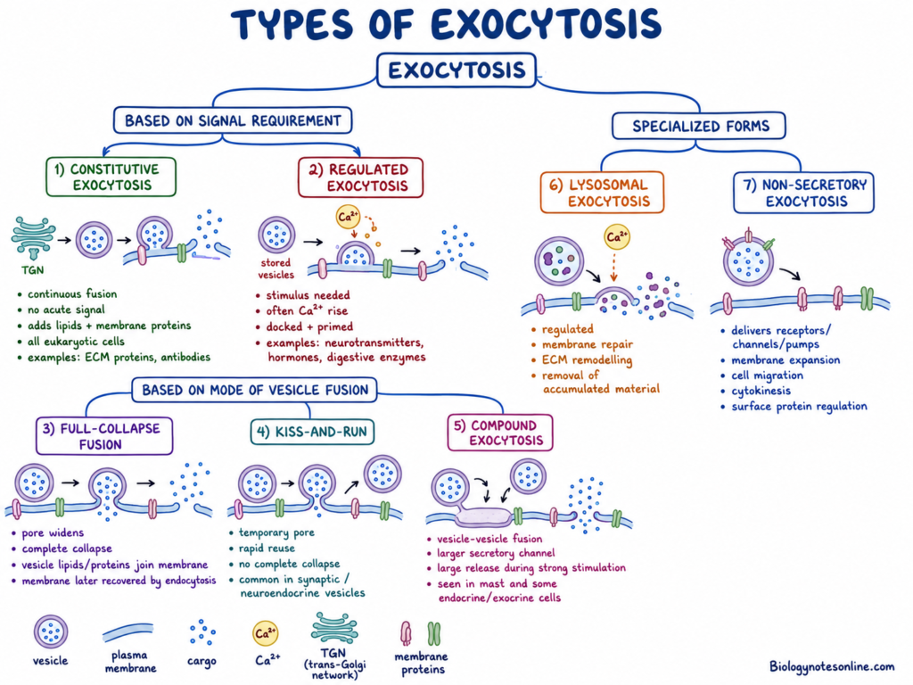 schematic diagram showing types of exocytosis