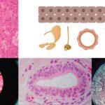 Stratified Cuboidal Epithelium