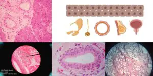 Stratified Cuboidal Epithelium