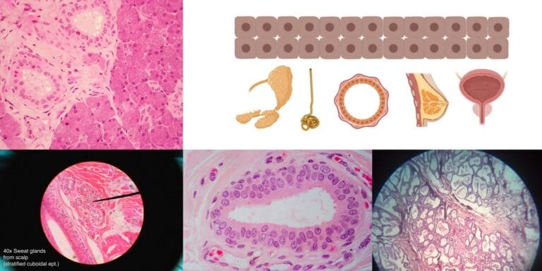 Stratified Cuboidal Epithelium
