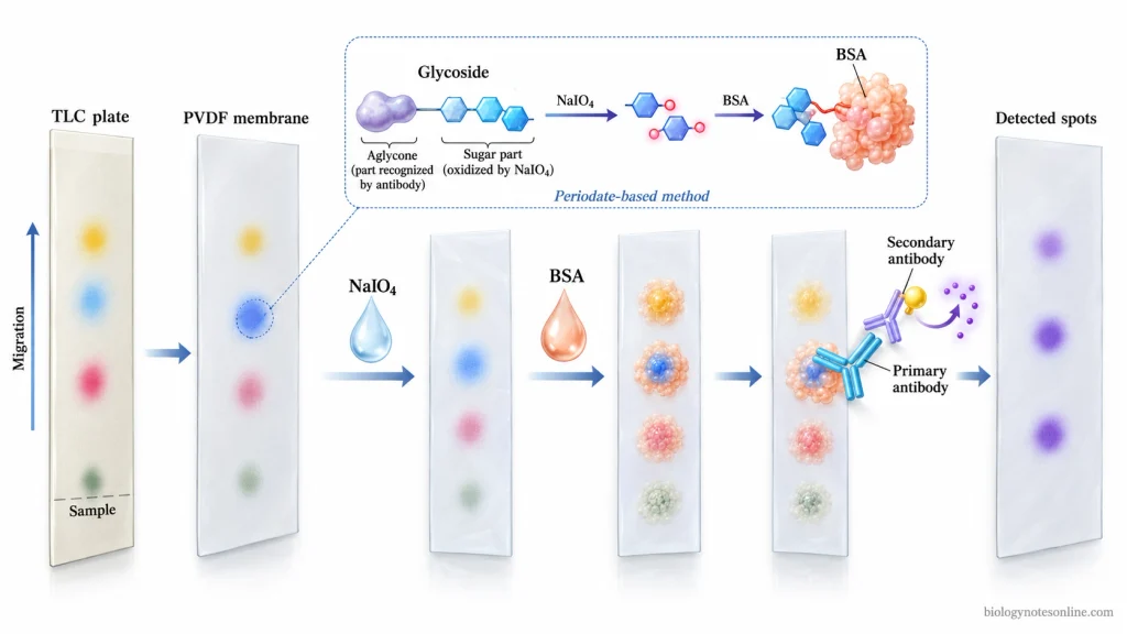 TLC-based eastern blotting workflow showing glycoside separation, PVDF membrane transfer, periodate–BSA fixation, antibody binding, and colored spot detection.