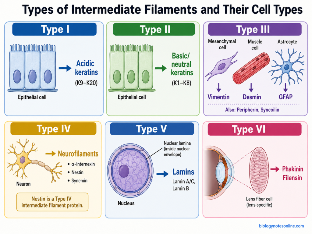 Intermediate Filaments - Definition, Structure, Function 4 Classification of six intermediate-filament types with representative proteins and the epithelial, mesenchymal, muscle, neural, nuclear and lens cells in which they occur.