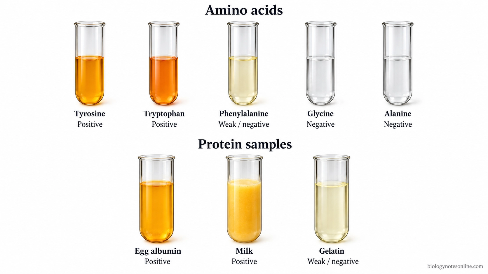 Expected xanthoproteic test results for tyrosine, tryptophan, phenylalanine, glycine, alanine, egg albumin, milk, and gelatin, comparing orange positive and weak or negative reactions.