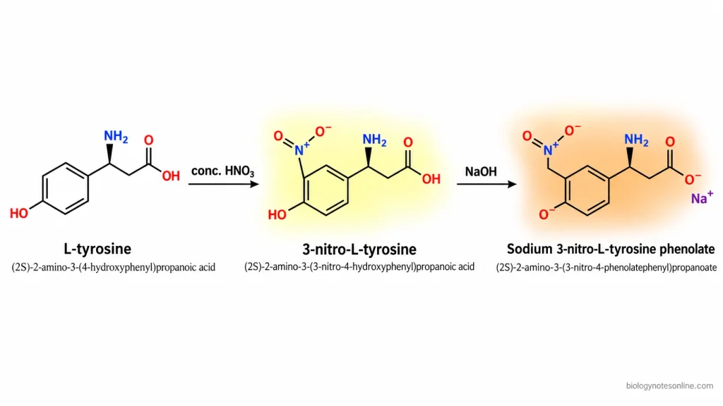 L-tyrosine undergoing nitration to form 3-nitrotyrosine, followed by phenolic group ionization in alkaline conditions.