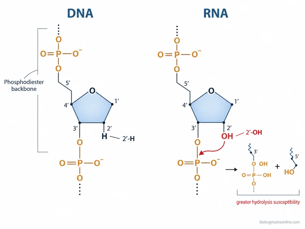 Deoxyribose and ribose backbones compared at the 2′ carbon, showing H in DNA and the reactive 2′-OH group associated with greater RNA hydrolysis susceptibility.