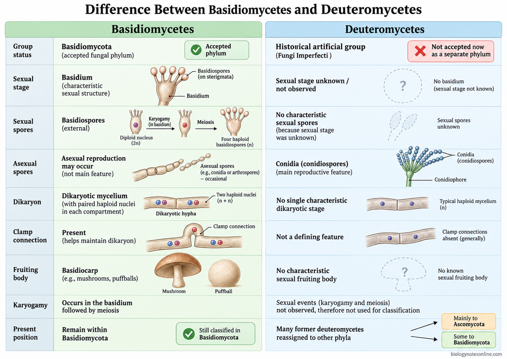 Difference Between Basidiomycetes and Deuteromycetes