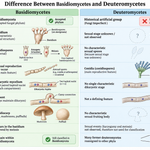 Difference Between Basidiomycetes and Deuteromycetes