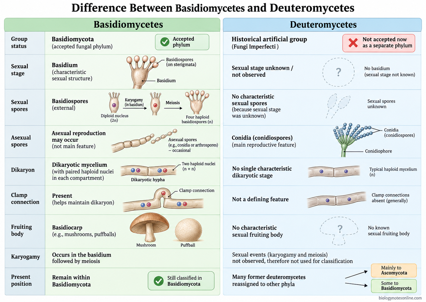 Difference Between Basidiomycetes and Deuteromycetes