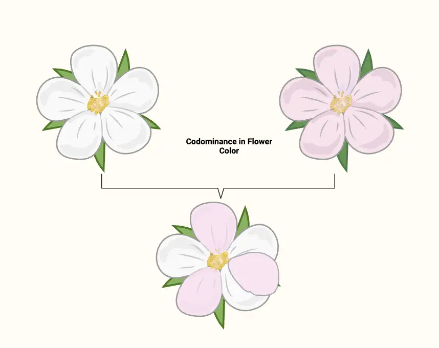 Codominance - Definition, Examples, Importance - Biology Notes Online