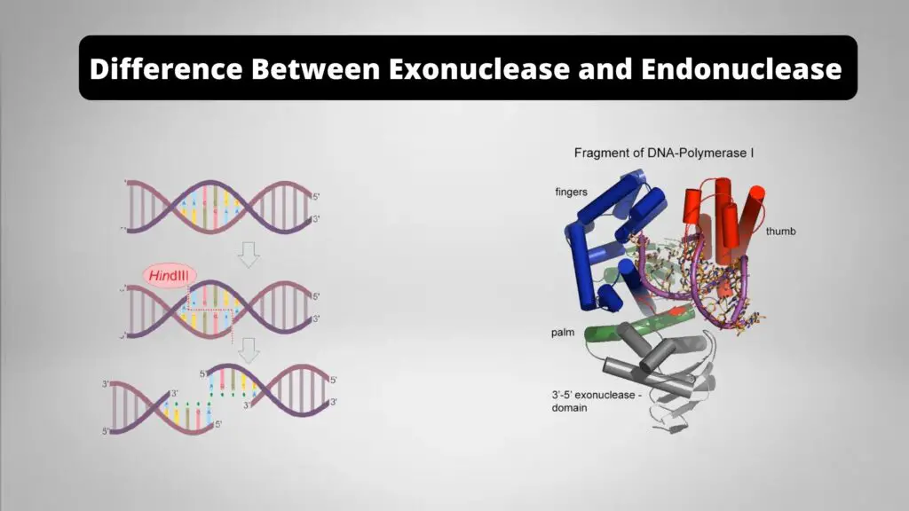 22 Differences Between Endonuclease and Exonuclease - Endonuclease vs ...