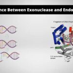 Endonuclease vs Exonuclease - Definition, 22 Differences, Examples