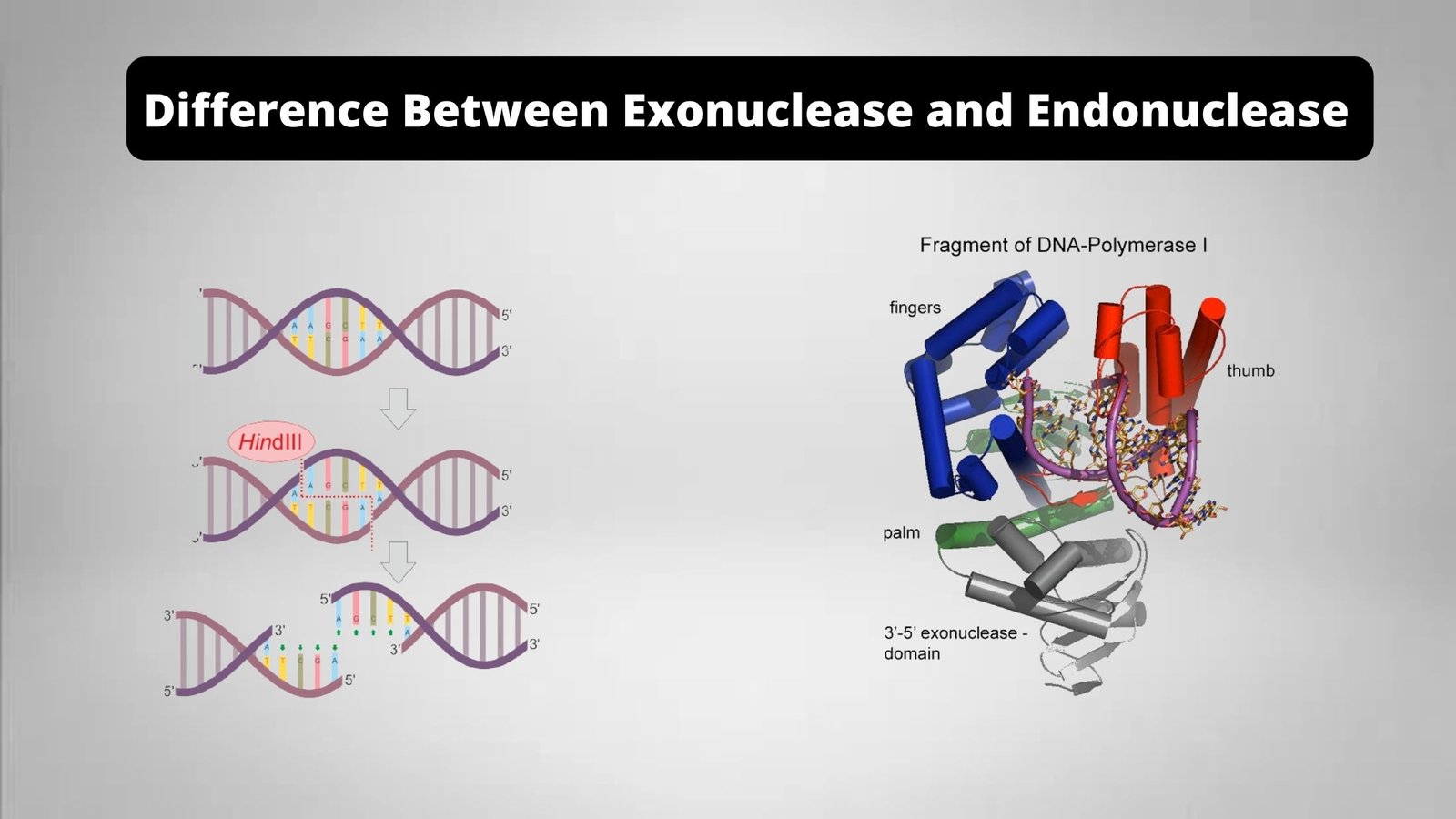 Endonuclease vs Exonuclease - Definition, 22 Differences, Examples