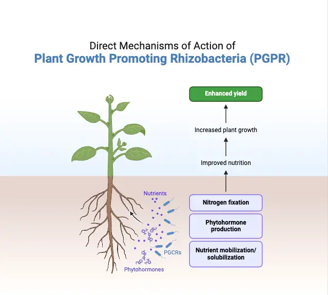 Direct Mechanisms of Action of Plant Growth Promoting Rhizobacteria (PGPR)