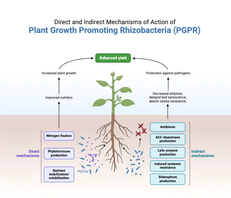 Direct and Indirect Mechanisms of Action of  Plant Growth Promoting Rhizobacteria (PGPR)