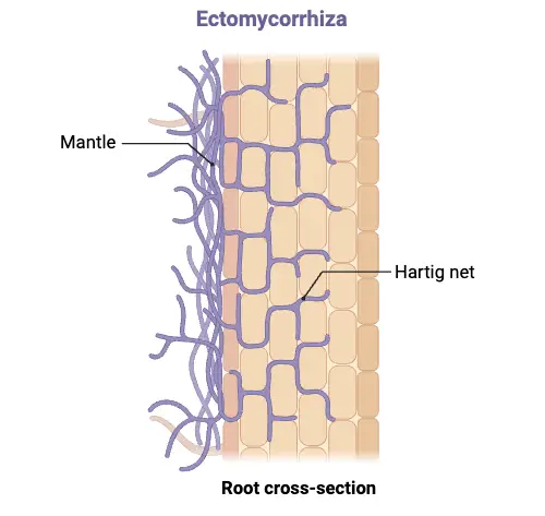 Endomycorrhiza