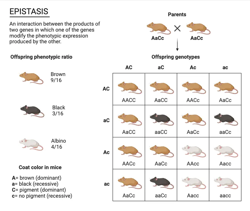 Epistasis - Definition, Causes, Types, Examples - Biology Notes Online