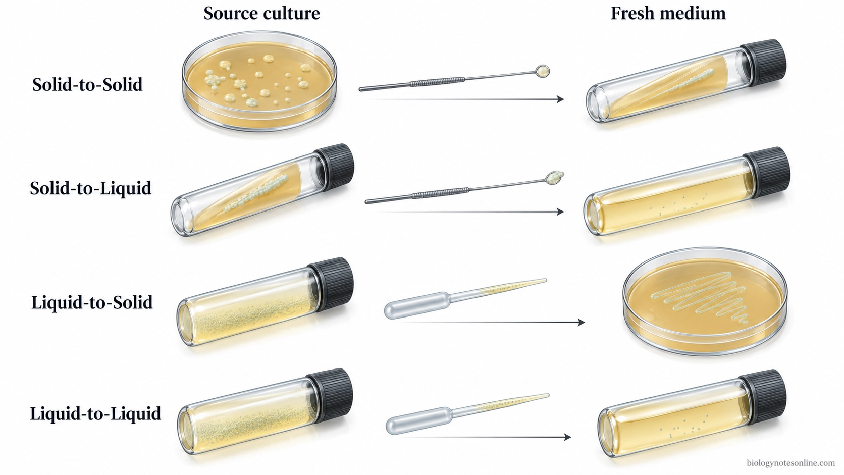 Four culture transfer types showing solid-to-solid, solid-to-liquid, liquid-to-solid, and liquid-to-liquid subculturing using agar and broth.