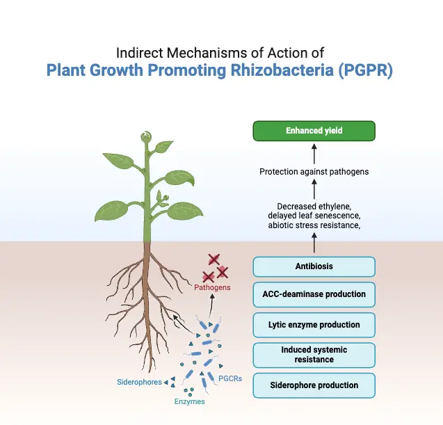 Indirect Mechanisms of Action of Plant Growth Promoting Rhizobacteria (PGPR)