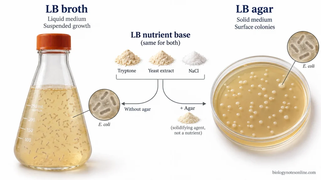 Comparison of liquid LB broth with bacteria growing throughout the medium and solid LB agar with bacterial colonies growing on the agar surface.