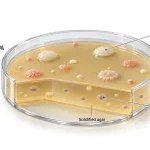 Transparent cutaway of a pour plate showing microbial colonies on the agar surface and smaller colonies embedded at different depths within the solidified medium.