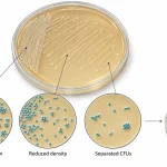 Streak plate showing progressively fewer microbial cells across the agar, with magnified views of separated colony-forming units developing into isolated colonies.