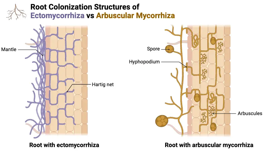 Root Colonization Structures of Ectomycorrhiza vs Arbuscular Mycorrhiza