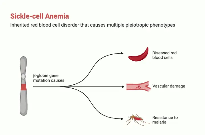 Sickle-cell Anemia