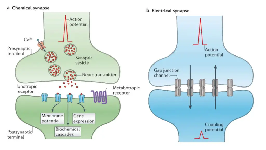 Types of Synapse