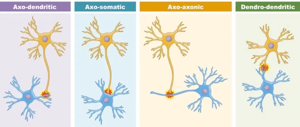 Types of Synapse