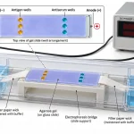 Counter current immunoelectrophoresis apparatus showing agarose gel on a glass slide, paired antigen and antiserum wells, filter-paper wicks, buffer reservoirs, cathode, anode, and power supply.