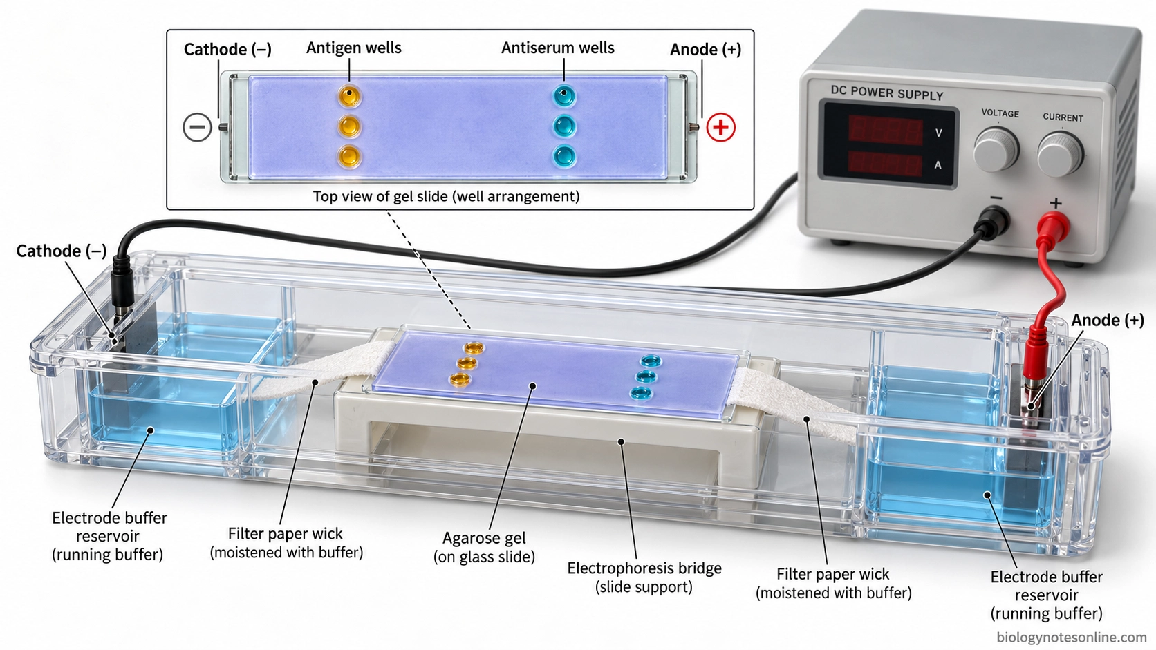 Counter current immunoelectrophoresis apparatus showing agarose gel on a glass slide, paired antigen and antiserum wells, filter-paper wicks, buffer reservoirs, cathode, anode, and power supply.