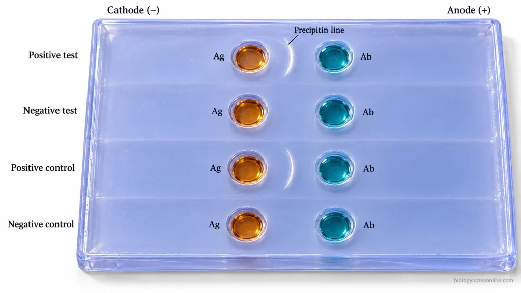 Counter Current Immunoelectrophoresis: Principle, Procedure, Results & Uses 3 Agarose gel showing paired antigen and antibody wells for positive and negative CIE tests, with a precipitin line in the positive test and positive control but no line in the negative test or negative control.