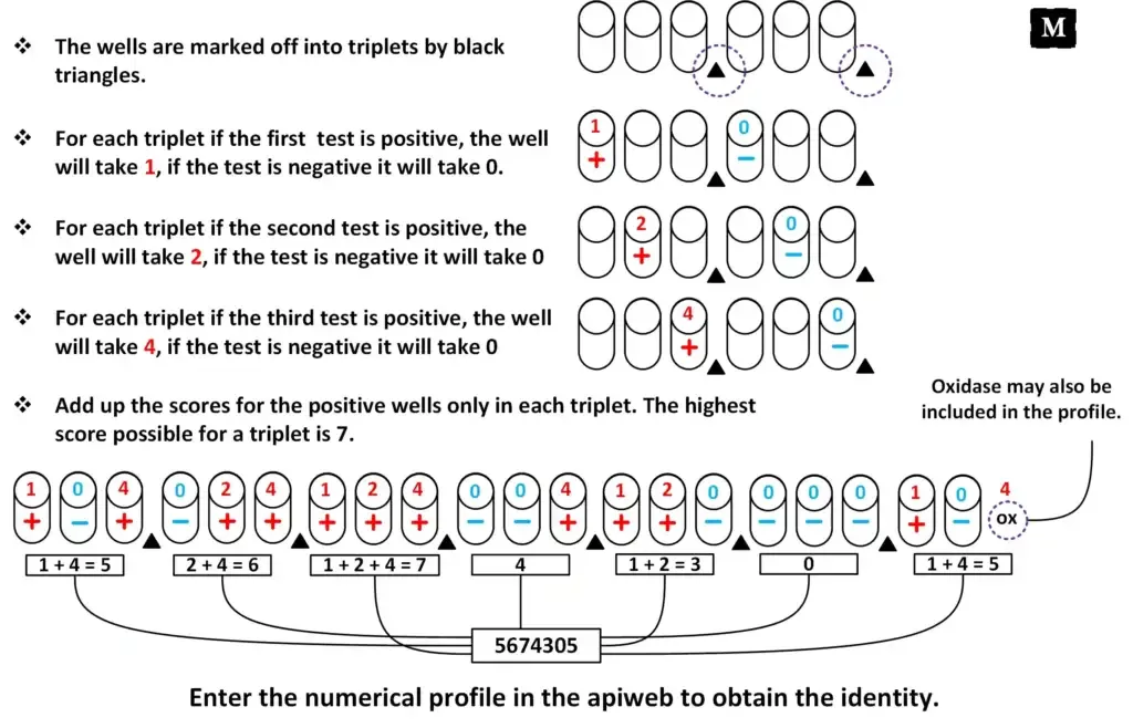 API (Analytical Profile Index) 20E Test Result, Principle, Procedure 4 API (Analytical Profile Index) Test | Source: microbiologie-clinique.com