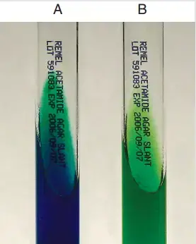 Acetamide utilization Test result – A, Positive. B, Negative
