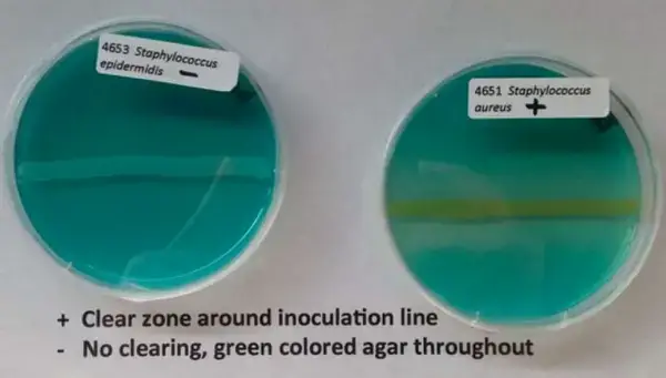 A positive DNase test is characterized by a clear zone around inoculation line. The test is negative if the agar remains green and clear throughout
